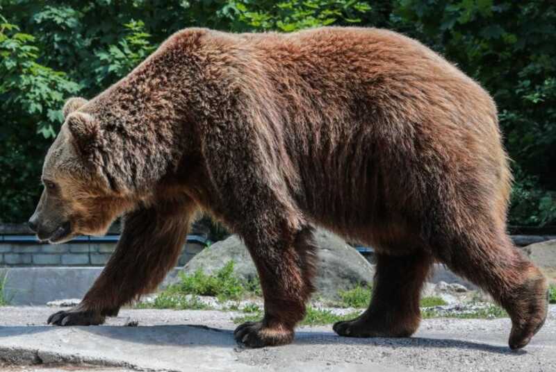 В Перми в зоопарке старый медведь получил удар током